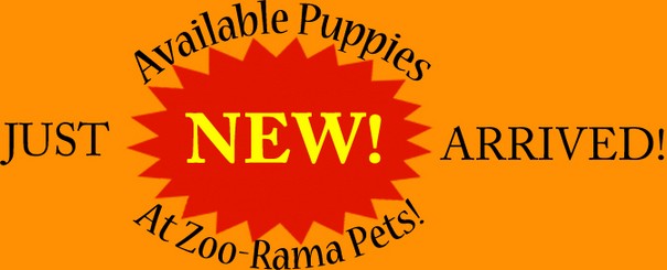 New Available Puppies